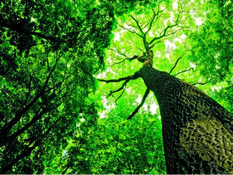 l&#039;albero dei regali