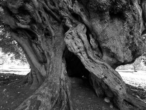 fotografia di tronco albero monumentale