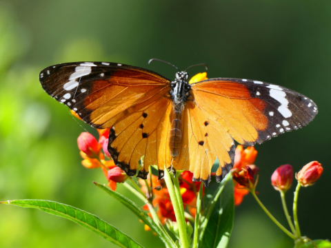foto farfalla su prato