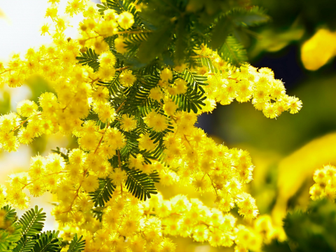 fotografia rami di mimosa