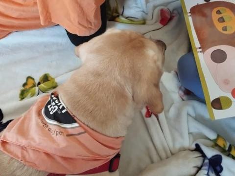cane vicino a un libro aperto